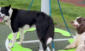 Puppy-Powered Merry-Go-Round
