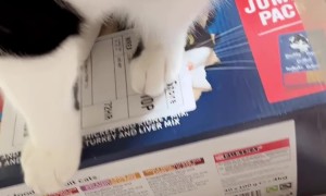 Patrick Thinks Package Is Cat Food