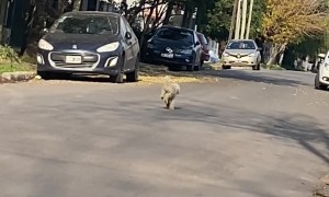 Dog Skips Down Street