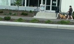 Two Dogs With Three Legs