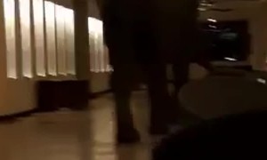 Elephant Wanders Through Hotel Lobby