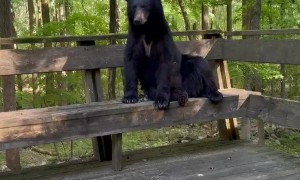 Bear Climbs On Porch To Keep Me Company