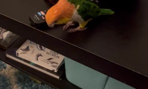 Parrot Repeatedly Pushes Wine Glass Off Table