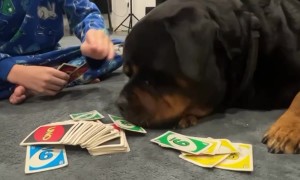 Rottweiler Plays Uno With Family