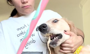 Sunny Dog Take Doughy Bite
