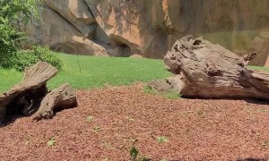 Twirling Ape Entertains Itself