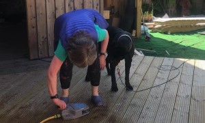 Cane Corso Splashes Owner With Hose