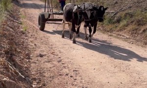 Brazilian Boy Rides Ox Cart