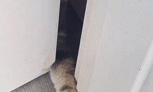 Cats Make It Difficult To Get Inside
