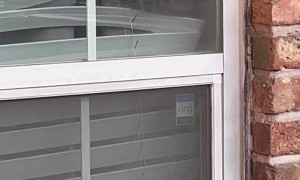 Pitbull Greets Us With a Toothy Grin