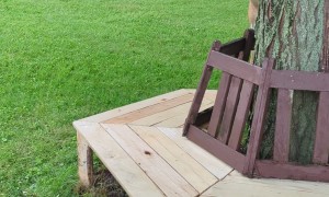 Playing Peek-a-Boo With a Deer