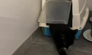 Cat Misunderstands Litterbox