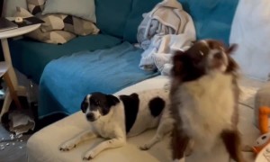 Dogs Suddenly Turn Into Silent Statues