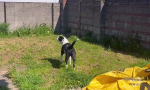 Dog Thinks Poster Is Real Person