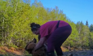 Golden Retriever Doesn't Want to Get In the Car
