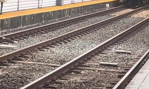 Train Slows For Dog Walking On Tracks