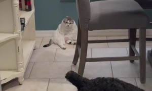 Cat Sitting Like Old Man