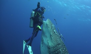 Diver Has a Close Encounter With a Whale Shark