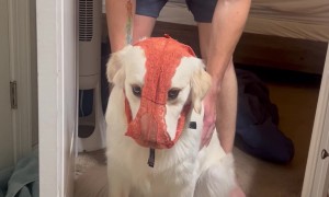 Naughty Golden Retriever
