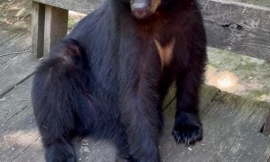 Bear Hangs Out on Woman's Deck