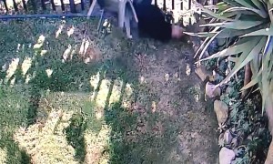 Chair Comically Collapses