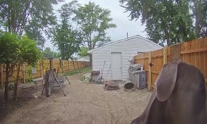 Dog Rings Doorbell to Be Let Inside