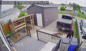 German Shepherd Barks At Backyard Bear