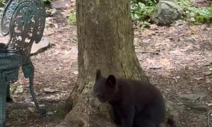 Playful Black Bear Cub Gets a Drink