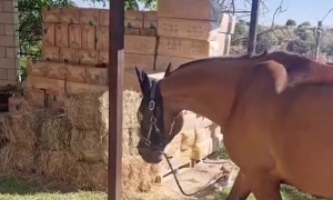 Dog Bringing His Pet Horse Out for a Walk