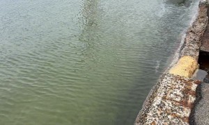 Huge Dolphin Chases Fish At Kids Feet