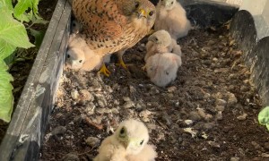 Falcon Family Time
