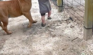 Gentle Giant Plays With Small Person