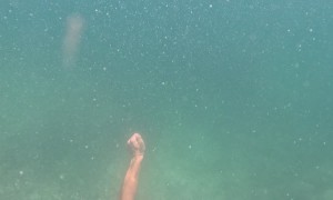 Diving Dog Gets Competitive