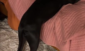 Pup Wants Help Onto the Bed