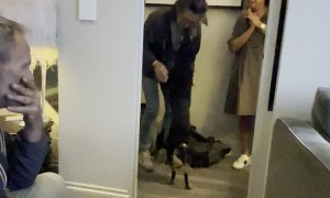 Dog Reunites With Rescuers After 3 Years