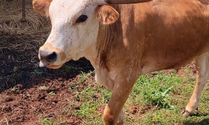 Silly Steer Needs Help From Mom