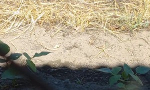Kitty Battles a Small Lizard