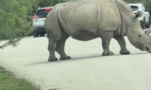 Rhino Removes Car's Wheel Cover
