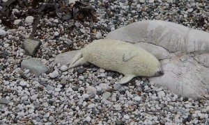 Baby Seal Settles In For Seaside Nap