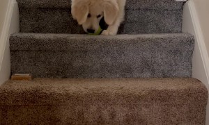 Puppy Throws Ball Down Steps