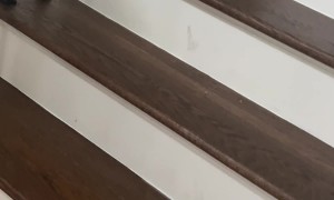 Suspicious Boxes Block Bulldog's Descent