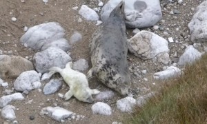 Seal Pup Softly Stroked By Mother