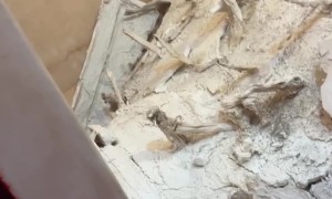 Hotel Ceiling Collapses