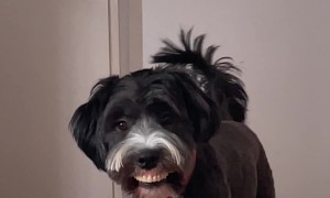 Dog Steals Grandma's Dentures