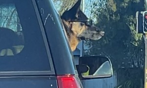 Too Cool For Dog School