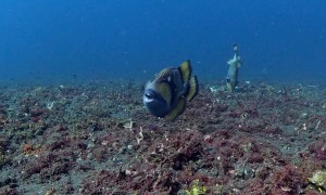 Titan Triggerfish Protects Its Nest