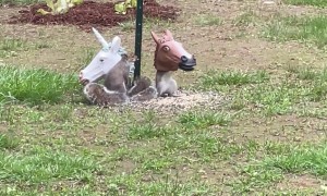 Unicorn Mask Squirrel Feeder