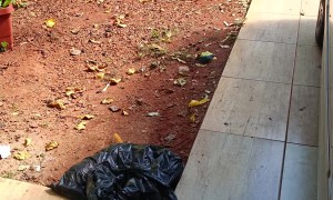 Caught Bird Clings To Cat's Neck