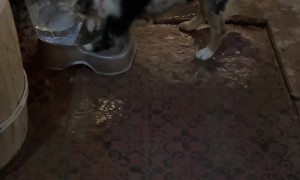 Silly Puppy Splashes And Bites Water Bowl