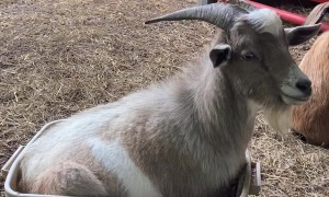 'If I Fits I Sits' - Goat